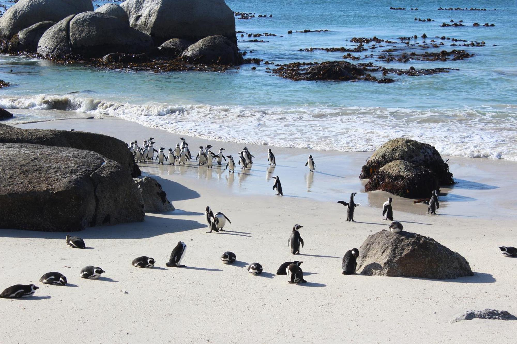 Boulders Beach House Simon's Town Eksteriør billede