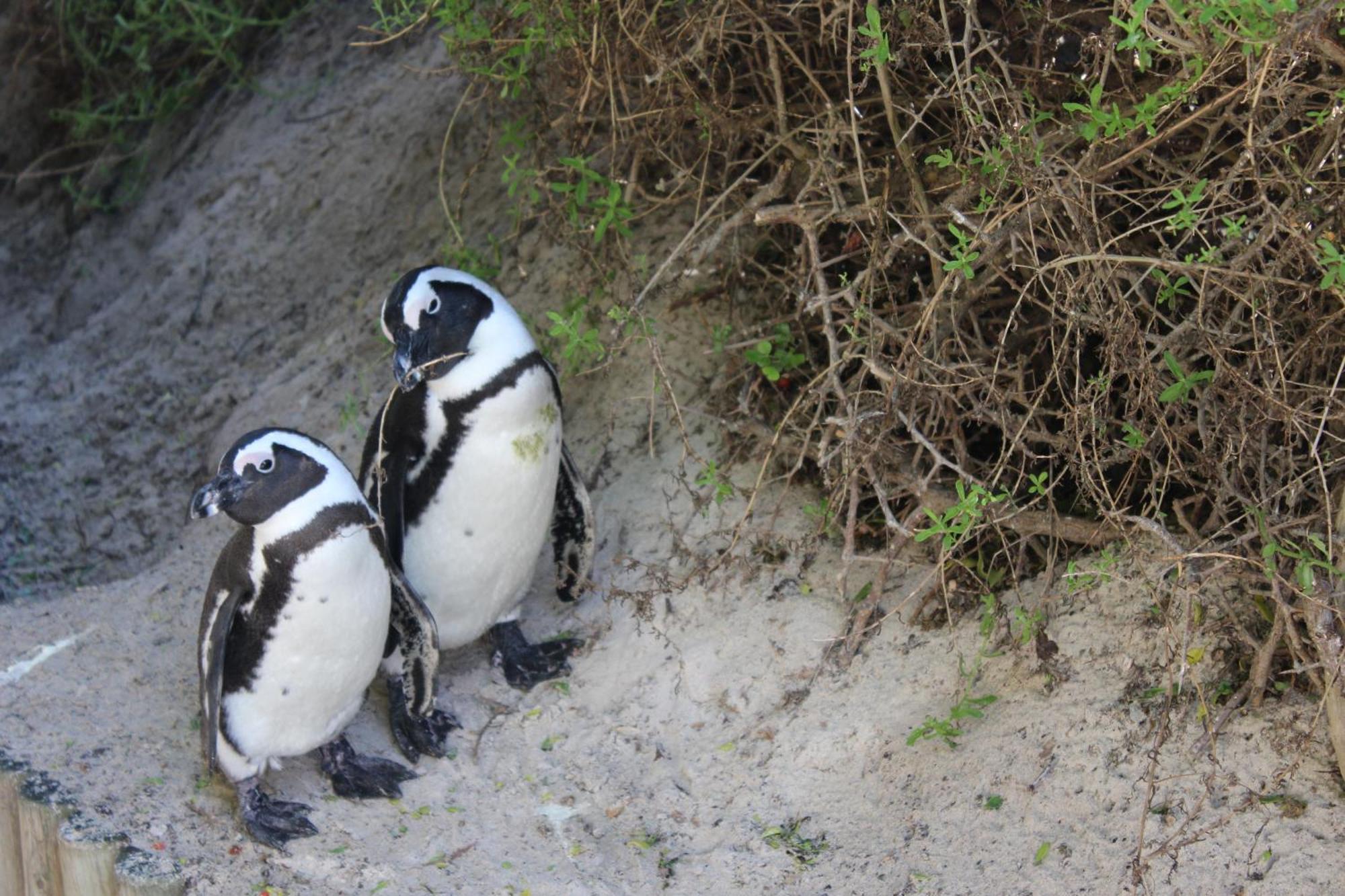 Boulders Beach House Simon's Town Eksteriør billede